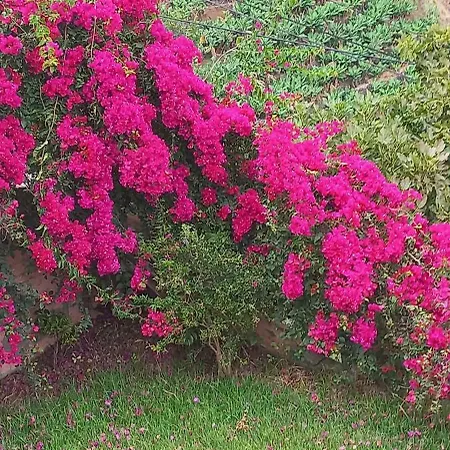 بيت للعطل Levadinha - Nature Madalena do Mar