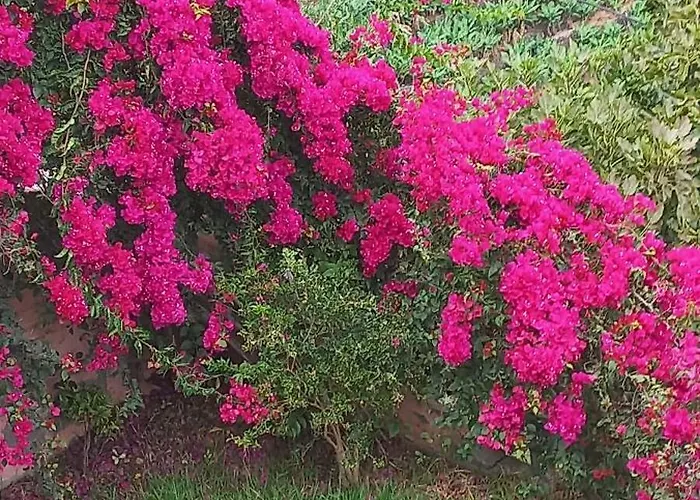 Prázdninový dům Levadinha - Nature Madalena do Mar