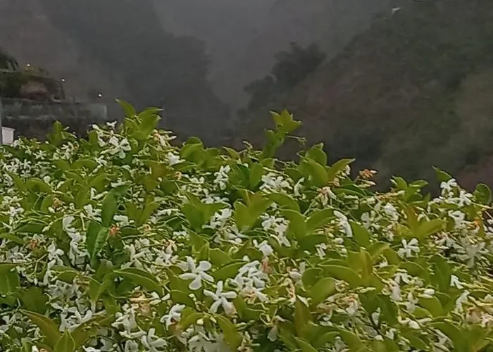 Levadinha - Nature Madalena do Mar